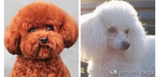 贵宾犬和泰迪的区别？