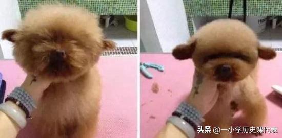 贵宾犬和泰迪的区别？