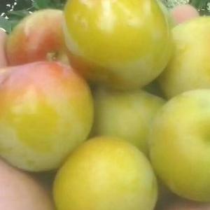 广州十大蔬果批发市场？