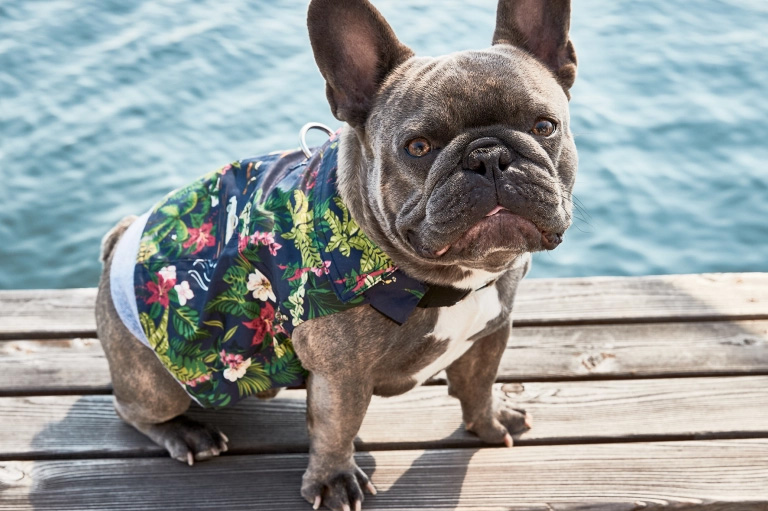 Tommy Bahama与K9Wear合作，推出宠物服饰系列-「服装设计」