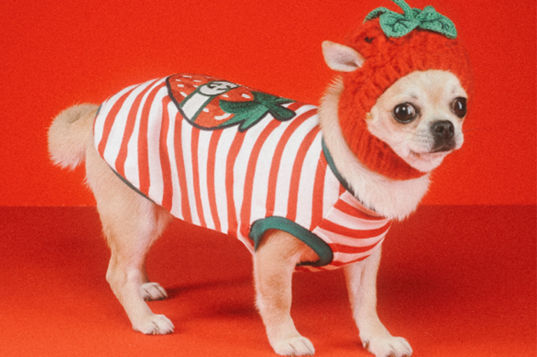 Gucci推出宠物系列-「时尚品牌」